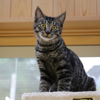 甘えん坊で抱っこ好き♪キジトラくん