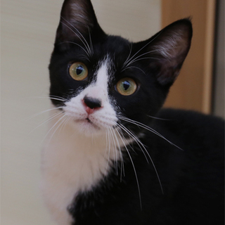 タキシードキャットのくろしろくん♪