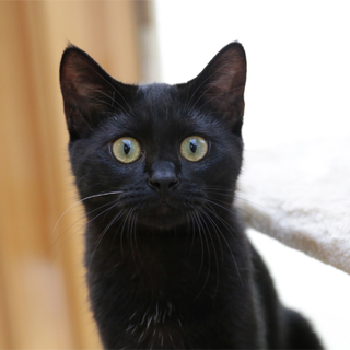 お腹の白いくろねこくん♪