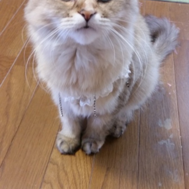 とーまるせんせいのカバー写真