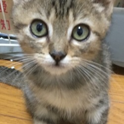 9月30日(土)に愛知県豊川市で猫の譲渡会！