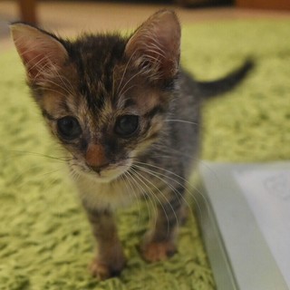 シンデレラちゃん