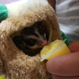 フクロモモンガ ♂ 