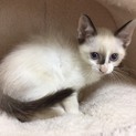 ２カ月半　マイペースのおっとり男子♂ノビくん
