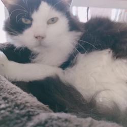 「デンタルバイオ」サムネイル2