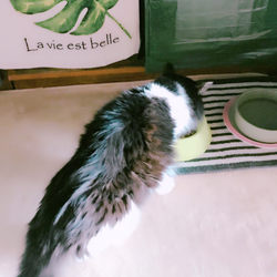 「デンタルバイオ」サムネイル3