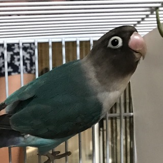 里親決まりました！ありがとうございした！