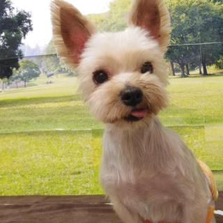 アルちゃん　推定7才♂