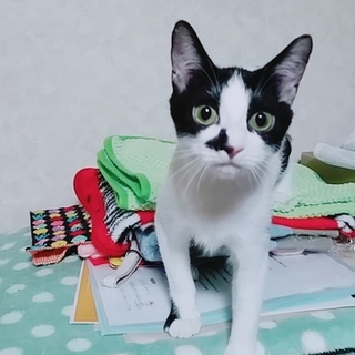 ほうかいず　松島ちゃん