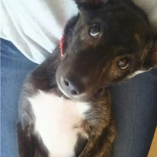 琉球犬MIX！宮古島出身の女の子☆