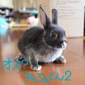 6月生まれのウサギさん