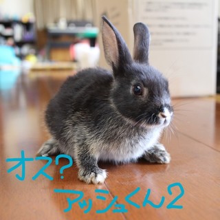 6月生まれのウサギさん