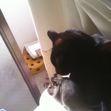 デグーとの思い出