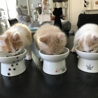 さくら、モカ、ラテ