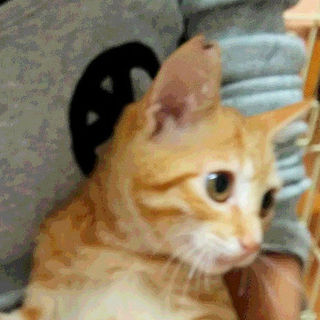 甘えん坊の茶トラ君