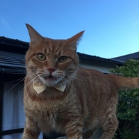 ひゆう