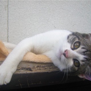 (ΦωΦ)＜動画有り♪ 野良の子猫 サバシロ 鯖白