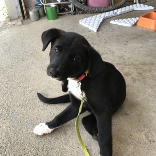 レトリバー系の雑種①です。可愛がって下さる方に