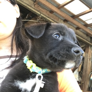レトリバー系の雑種②です。可愛がって下さる方に。