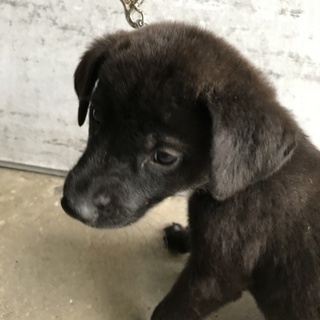 レトリバー系の雑種③です。可愛がって下さる方に。