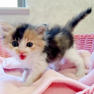 5週間弱 長毛ミケちゃん