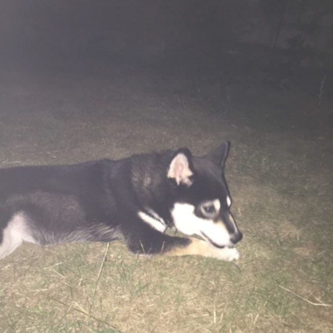 Bonamiのカバー写真