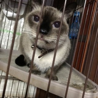 シャムミックス 7歳 るんるんくん♬