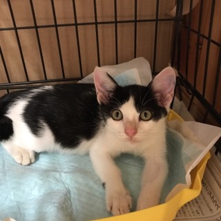 白黒ぶちの男の子