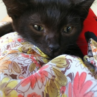 黒猫☆男の子