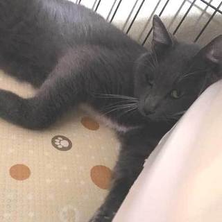 ロシアンブルー系の甘えんぼ男子