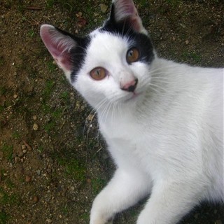 (ΦωΦ)＜動画有り♪ 野良の子猫 黒白 白黒 