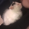 子猫ほしい方