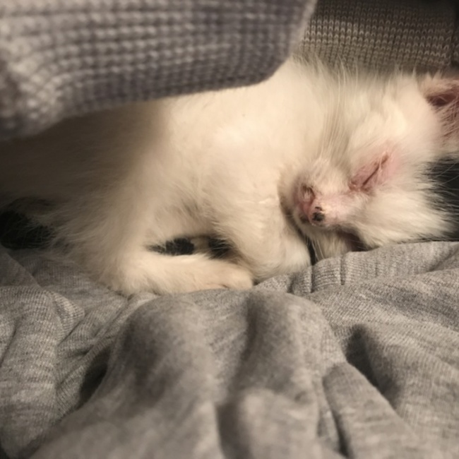 子猫ほしい方のカバー写真