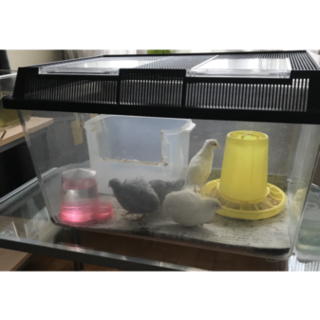 ヒメウズラの里親募集します。  オス2羽います。