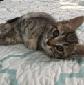 2ヶ月の可愛い盛りの子猫ちゃん♪オス