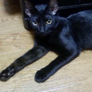 黒猫★男の子