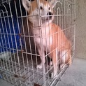 【感謝】繋がりました！迷子犬ボン似の柴クン