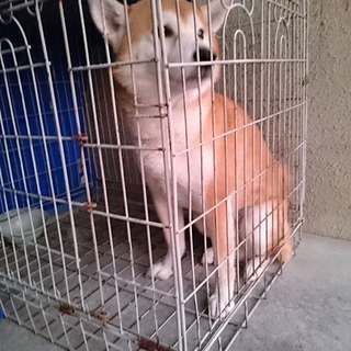 【感謝】繋がりました！迷子犬ボン似の柴クン