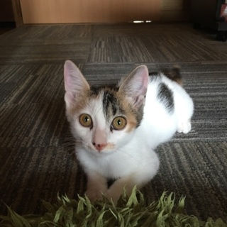 三毛猫 現在3〜4ヶ月程