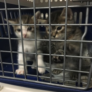 里親様が決まりました♡有難うございました！