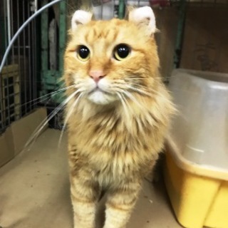 リアくん　　　アメリカンカール　　４歳