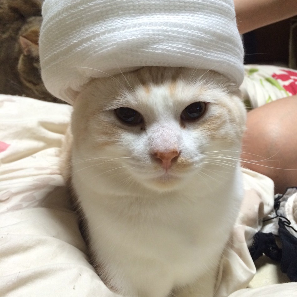 ミルクのカバー写真