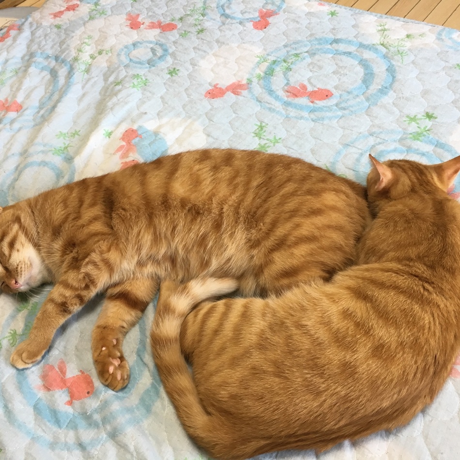 ウィのカバー写真