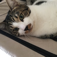 オセロ