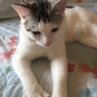 パンダ