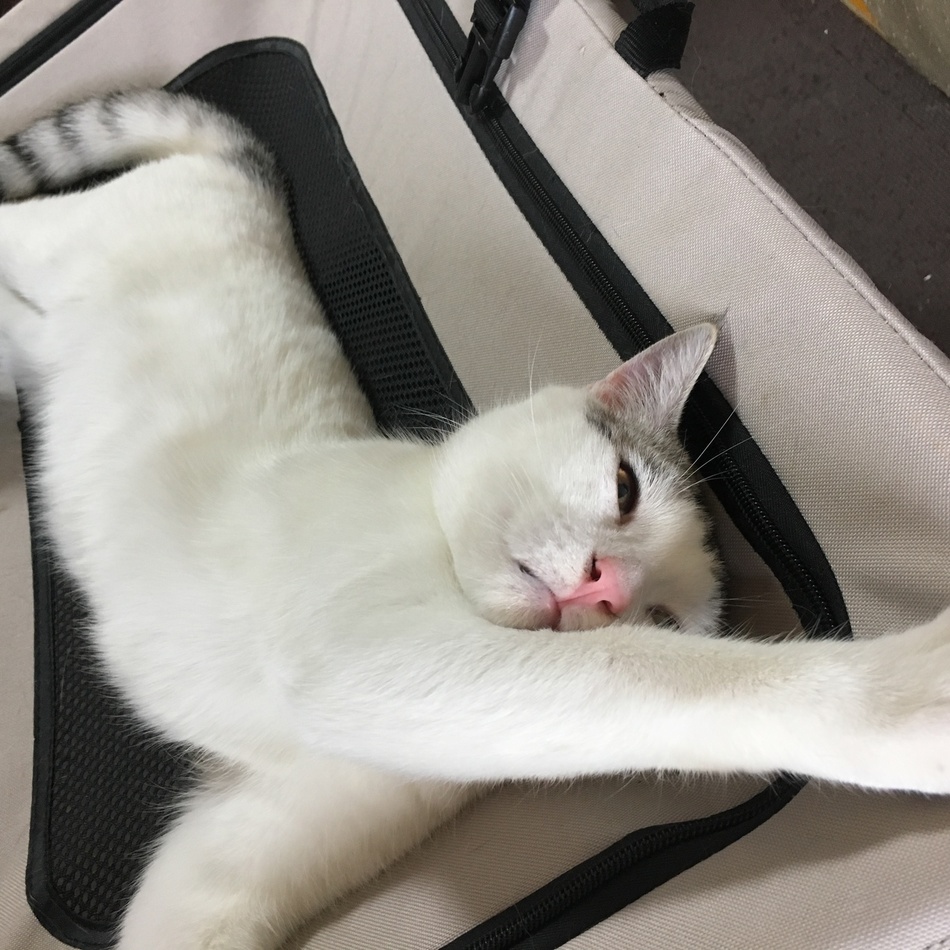 パンダのカバー写真