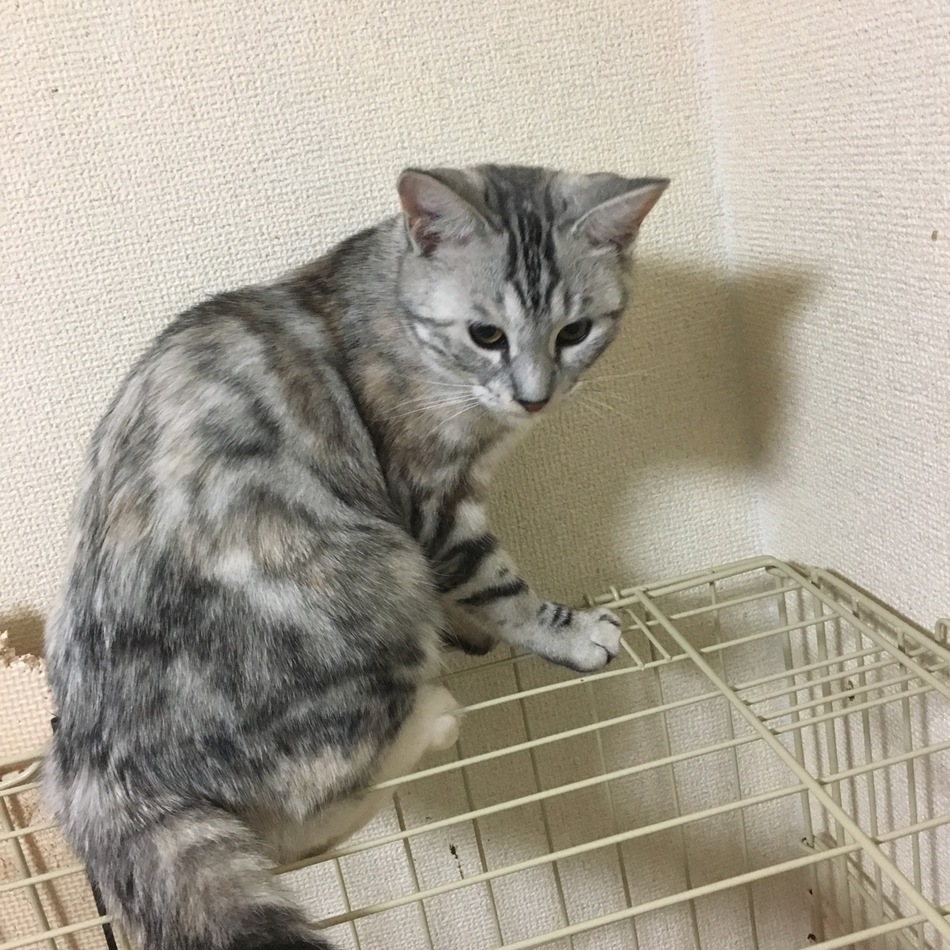 まるのカバー写真