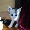 元気いっぱいの子猫ちゃんたちです！ サムネイル2