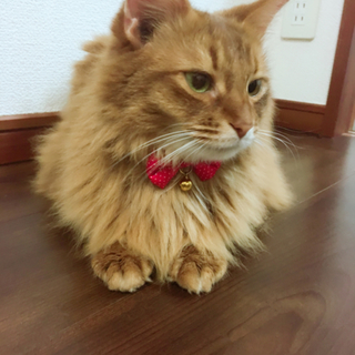 里親決定 ソマリ5歳 男の子 がんも