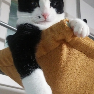 ミッキー　人馴れ・医療・しつけ済み